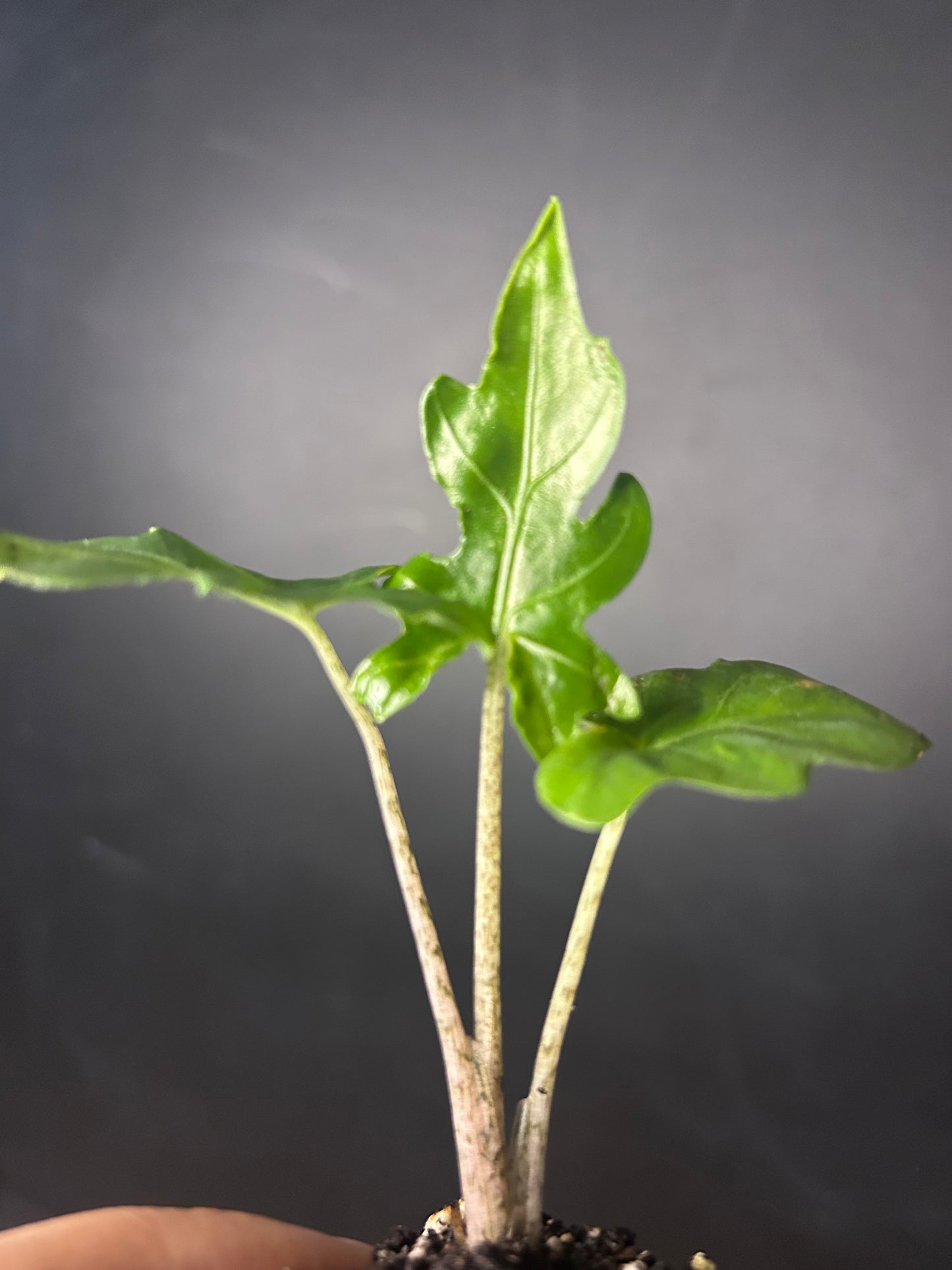 Branchifolia 'Pink Passion' Alocasia PLUG