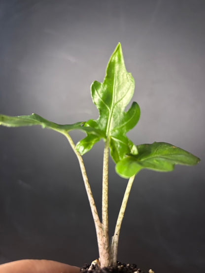 Branchifolia 'Pink Passion' Alocasia PLUG