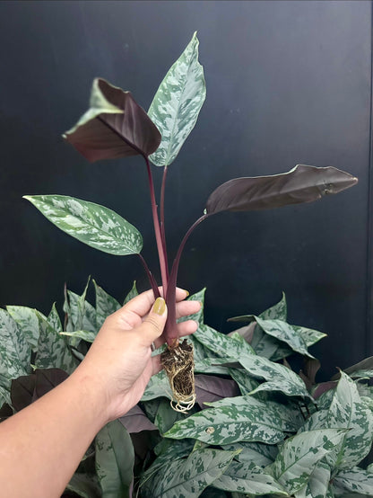 Apoballis Acuminatissima 'Lavallaei' Plant Plug Wholesale