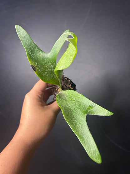 Staghorn Fern (bifurcatum) PLUG