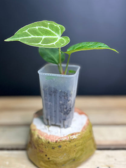 Crystallinum (self) Anthurium 2" pot