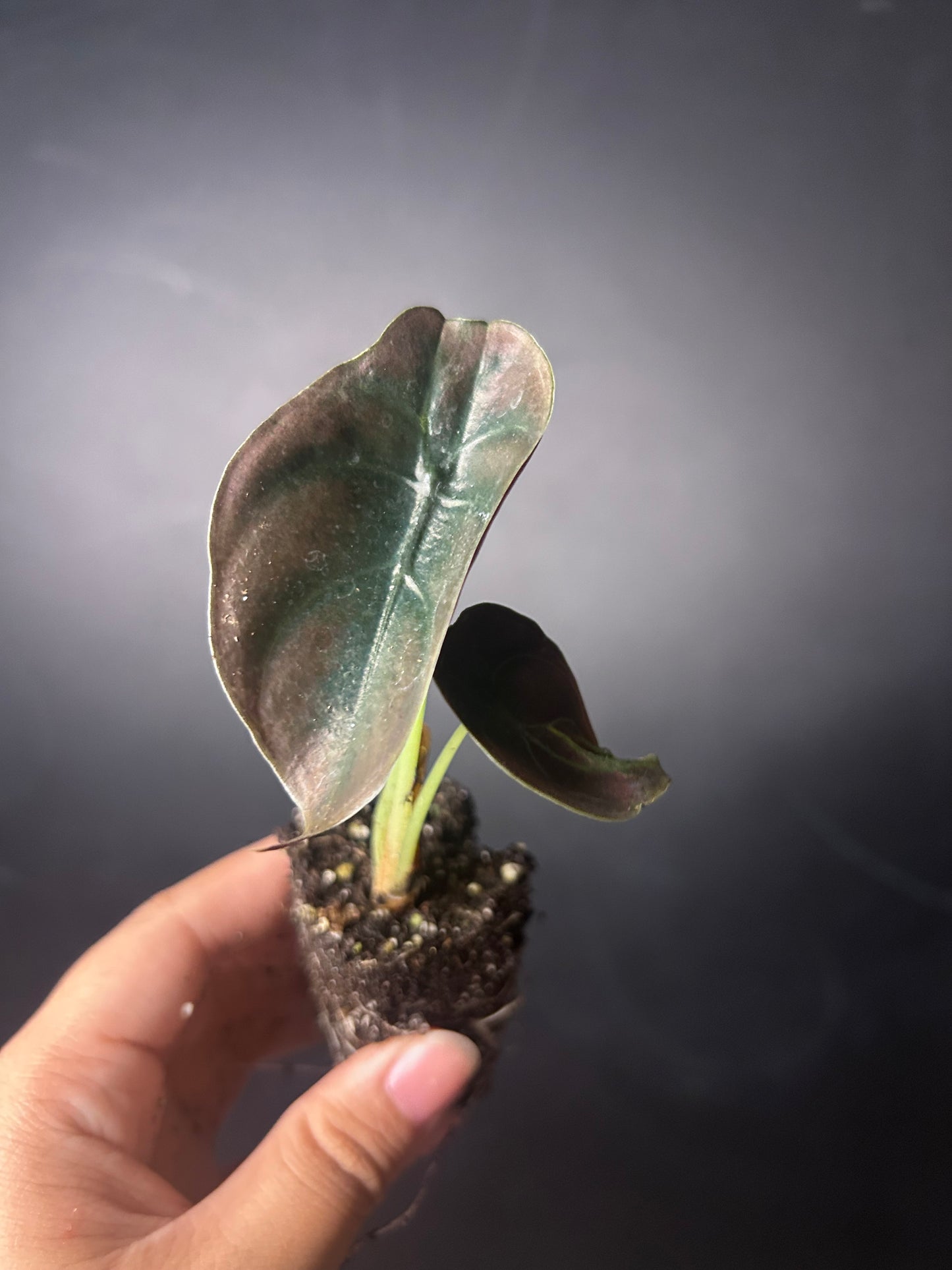Cuprea 'Red Secret' Alocasia PLUG