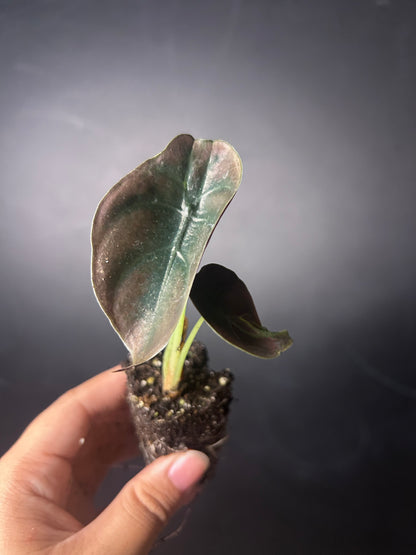 Cuprea 'Red Secret' Alocasia PLUG
