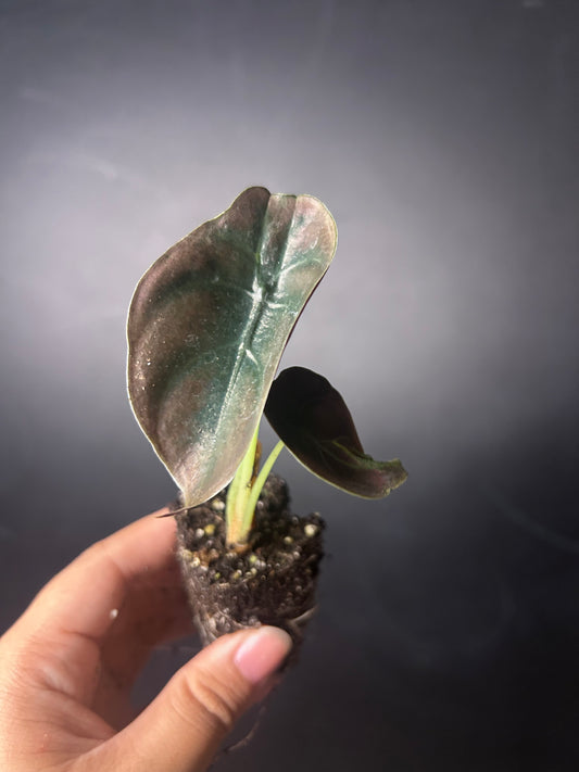 Cuprea 'Red Secret' Alocasia PLUG