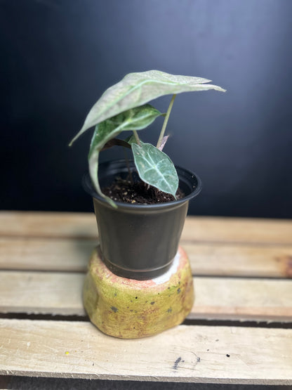 Pink Polly Mint Alocasia 4" pot
