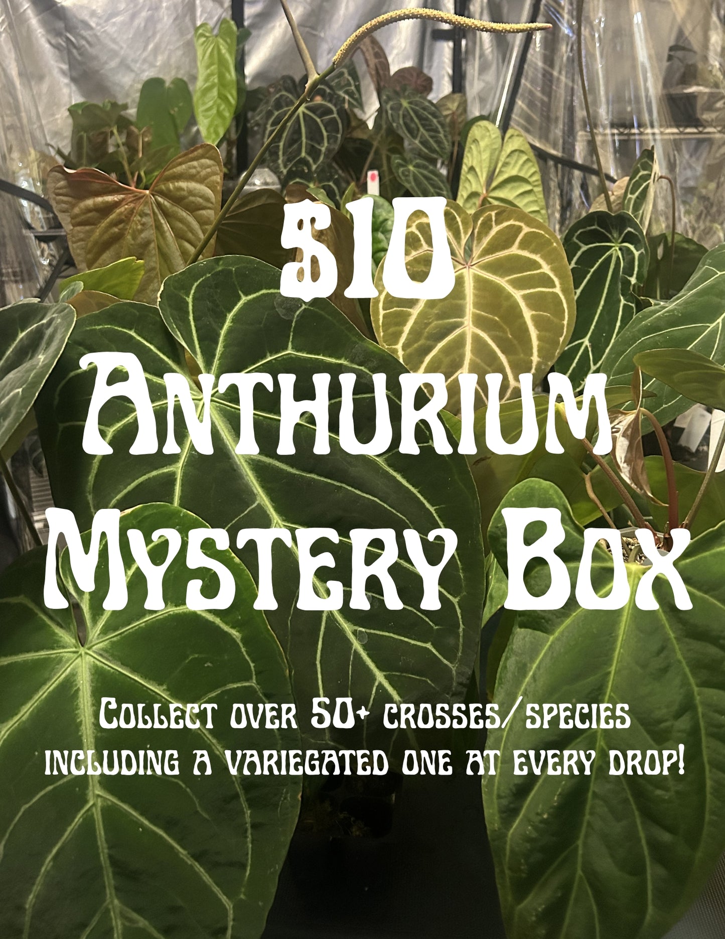 Mystery Box Anthurium Series 3 Limited Release
