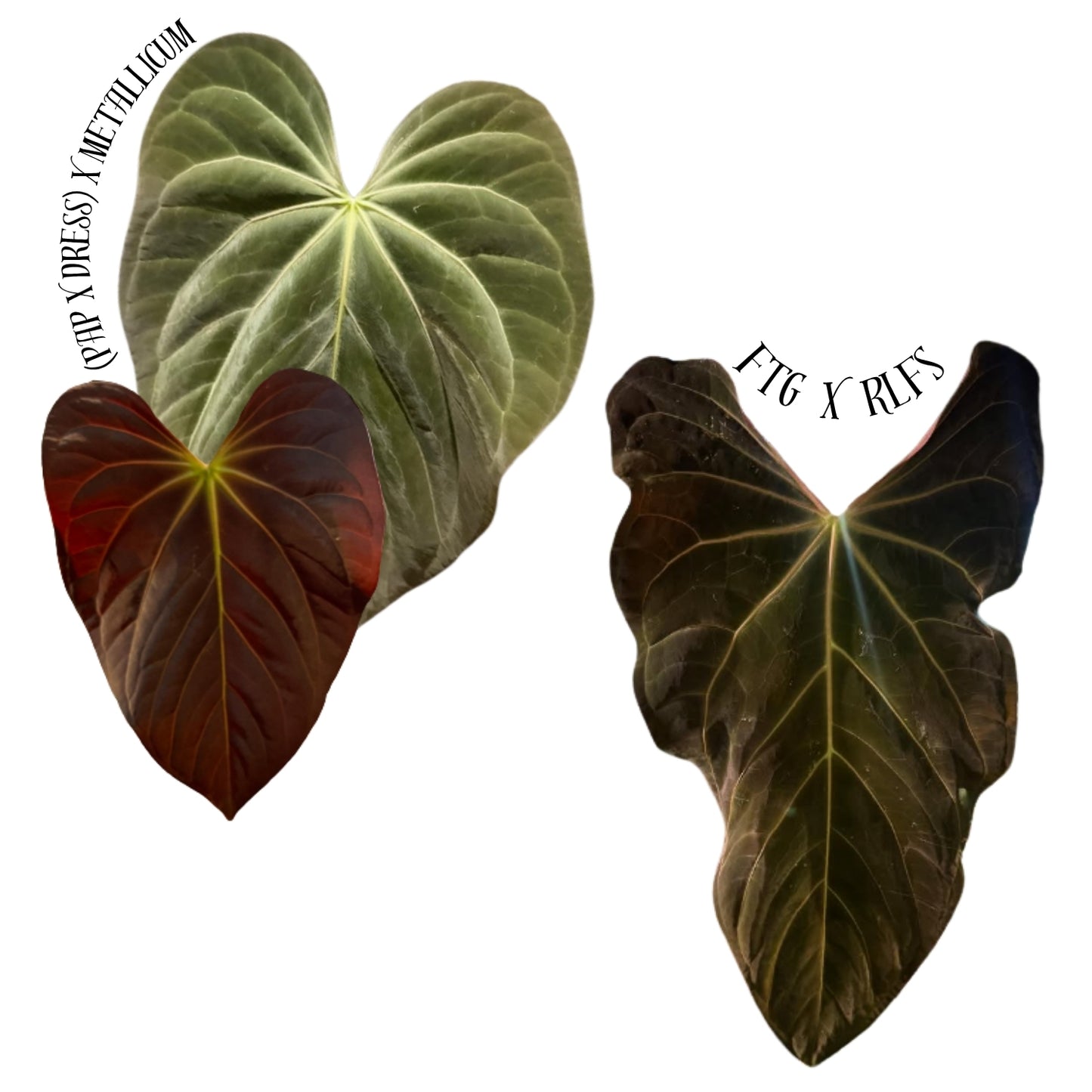 [(Pap. x Dressleri) x Metallicum] x (FTG x RLFS) 2" pot
