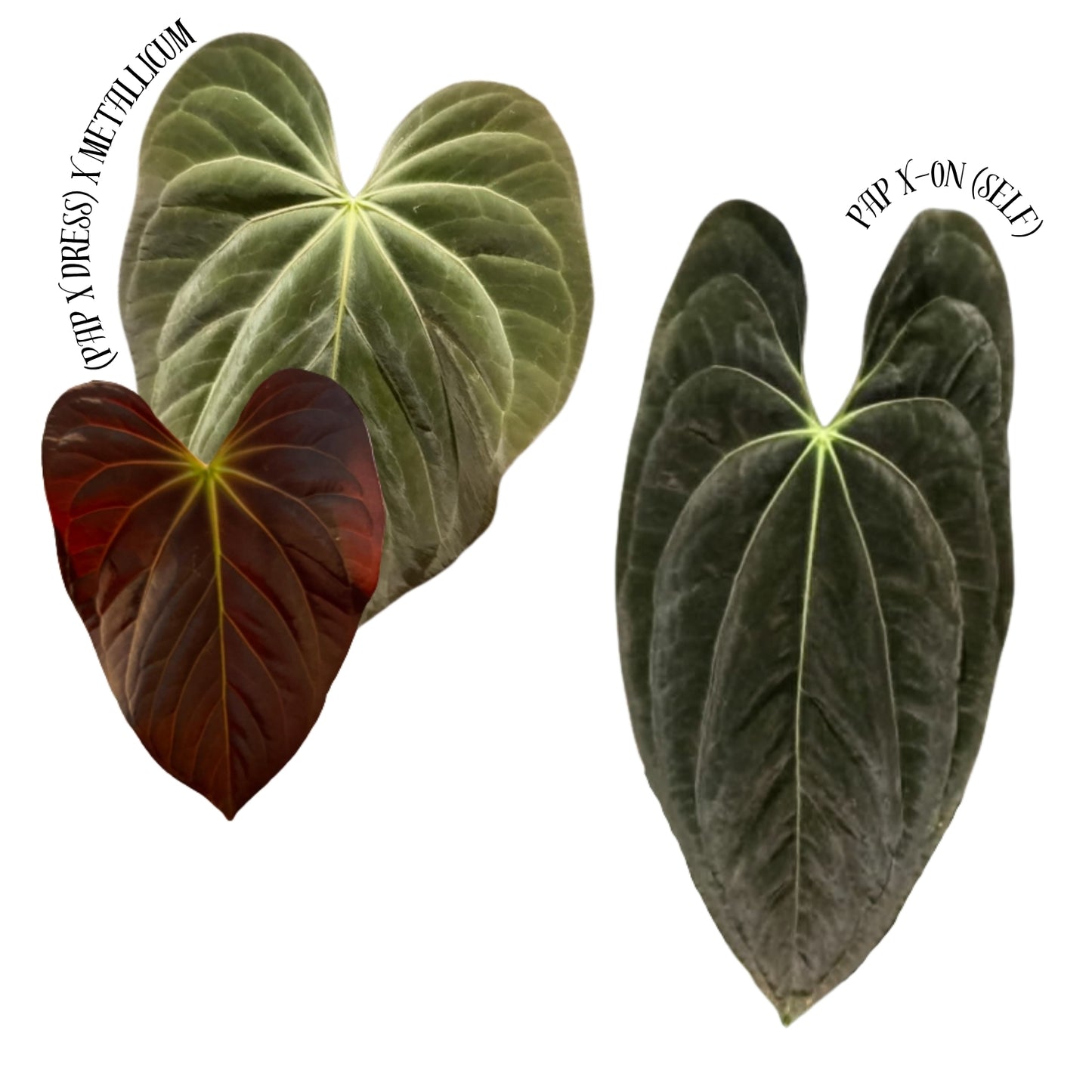 [(Pap. x Dressleri) x Metallicum] x Pap X-one (self) 4" pot