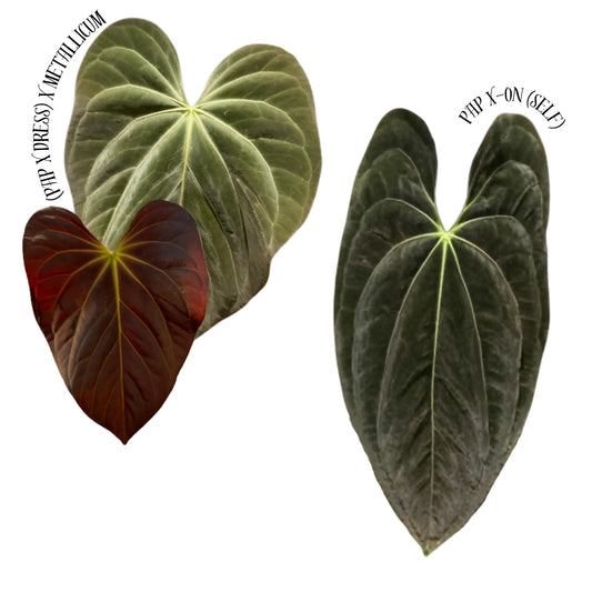 [(Pap. x Dressleri) x Metallicum] x Pap X-one (self) 4" pot