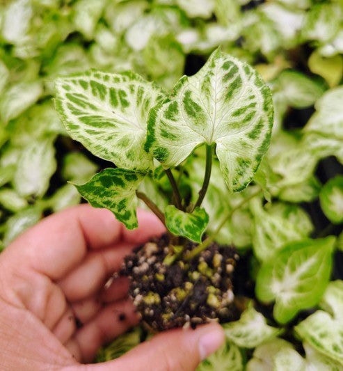 Batik Syngonium starter plug