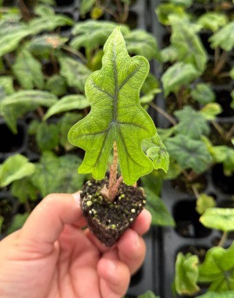 Tandurosa 'Jacklyn' Alocasia starter plug