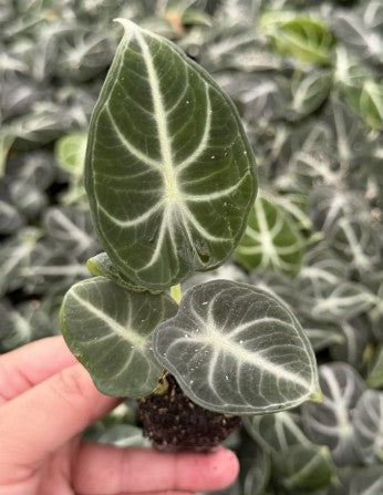 'Ninja' Reginul Alocasia starter plug