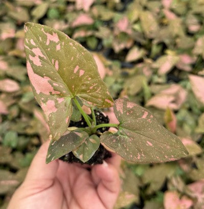 Syngonium Pink Splash Starter Plant Plug Wholesale