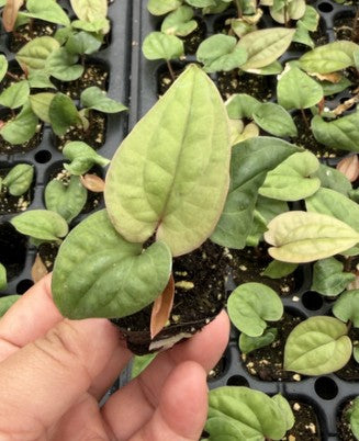 Radicans x Luxurians Anthurium starter plug