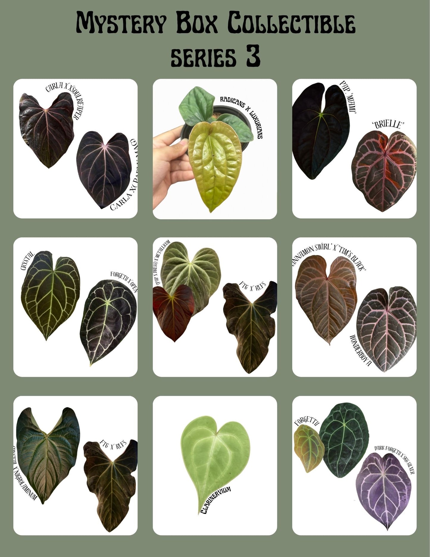 Mystery Box Anthurium Series 3 Limited Release
