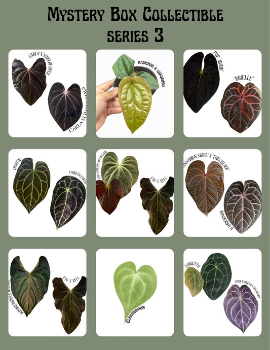 Mystery Box Anthurium Series 3 Limited Release