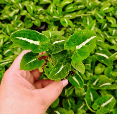 Syngonium Wendlandii Starter Plant Plug Wholesale